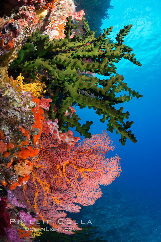 Green fan coral and sea fan gorgonians on pristine reef, both extending polyps into ocean currents to capture passing plankton, Fiji. Vatu I Ra Passage, Bligh Waters, Viti Levu  Island, Gorgonacea, Tubastrea micrantha, natural history stock photograph, photo id 31459