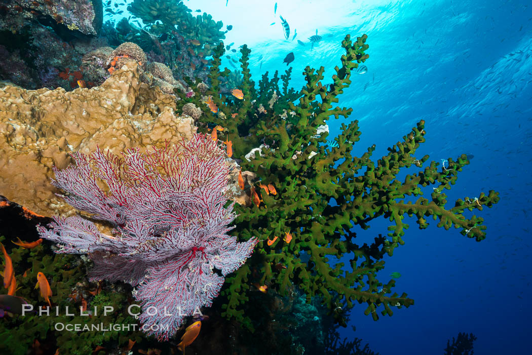 Green fan coral, anthias fishes and sea fan gorgonians on pristine reef,  Fiji., Gorgonacea, Pseudanthias, Tubastrea micrantha, natural history stock photograph, photo id 31604