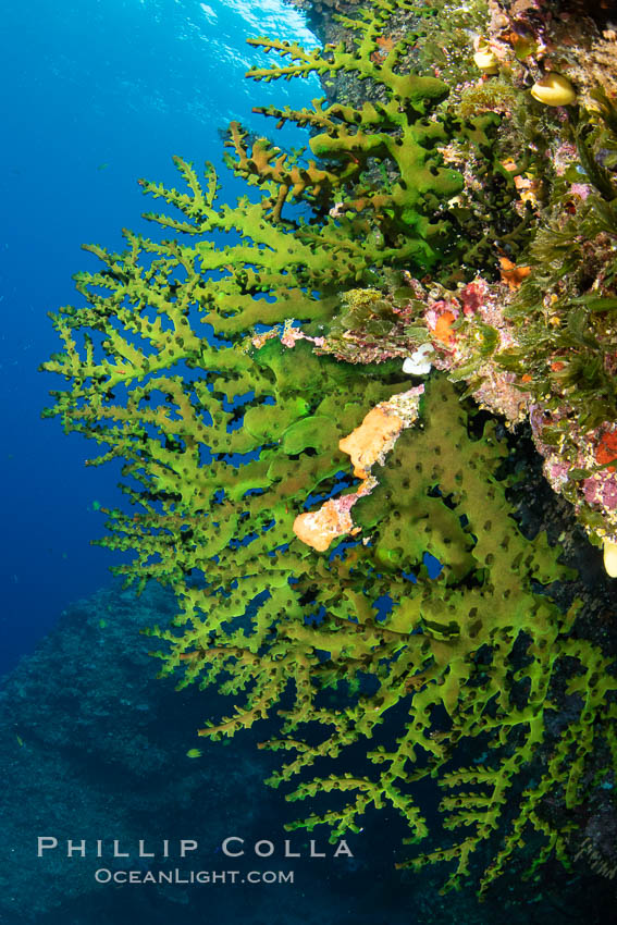 Green fan coral, extending into ocean currents where tiny polyps gather passing plankton, Fiji, Vatu I Ra Passage, Bligh Waters, Viti Levu Island