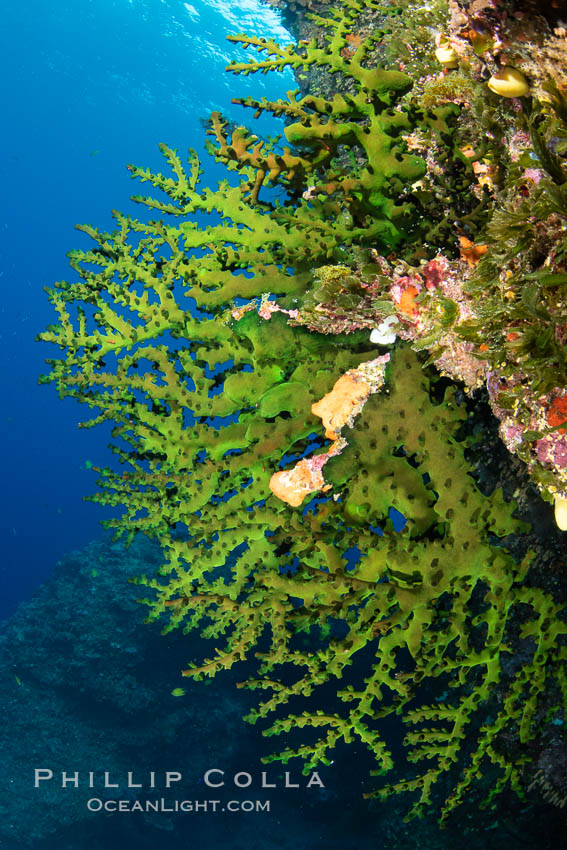 Green fan coral, extending into ocean currents where tiny polyps gather passing plankton, Fiji, Vatu I Ra Passage, Bligh Waters, Viti Levu Island