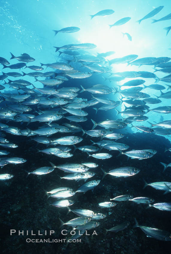 Schooling green jacks, Lands End, Cabo San Lucas., Caranx caballus, natural history stock photograph, photo id 07105