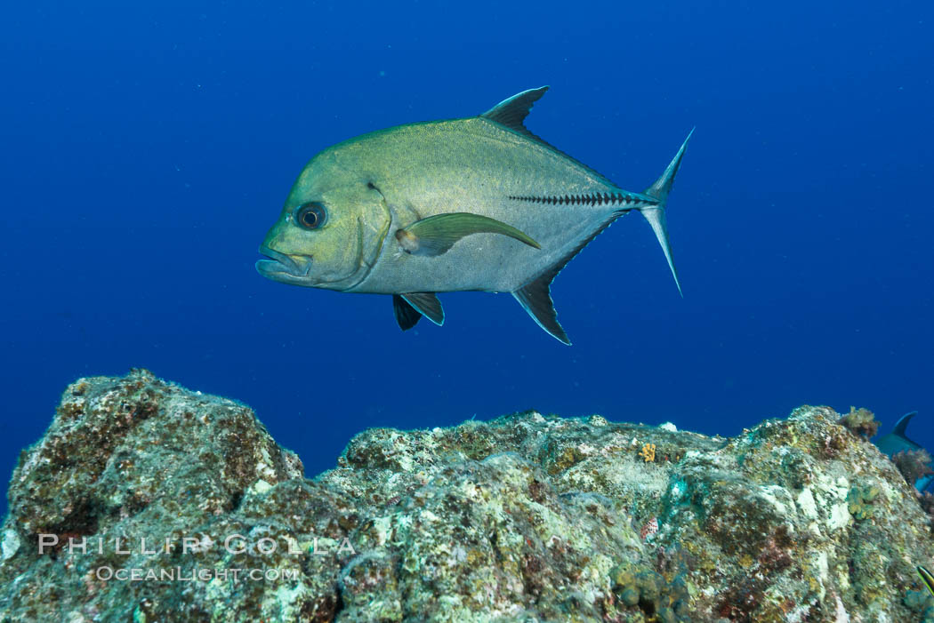 Green Jack, Socorro Island, Mexico. San Benedicto Island (Islas Revillagigedos), Baja California, natural history stock photograph, photo id 33351