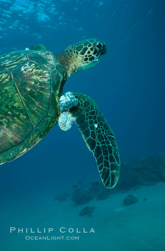 Green sea turtle exhibiting fibropapilloma tumors, West Maui. Hawaii, USA, Chelonia mydas, natural history stock photograph, photo id 02838
