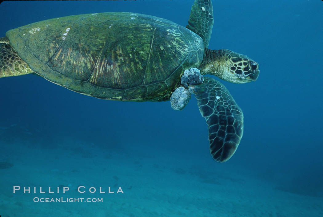 Green sea turtle exhibiting fibropapilloma tumors, West Maui. Hawaii, USA, Chelonia mydas, natural history stock photograph, photo id 02842