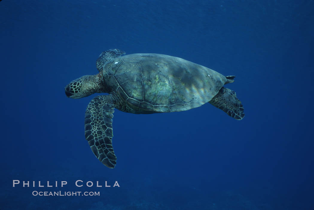 Green sea turtle, West Maui. Hawaii, USA, Chelonia mydas, natural history stock photograph, photo id 02846