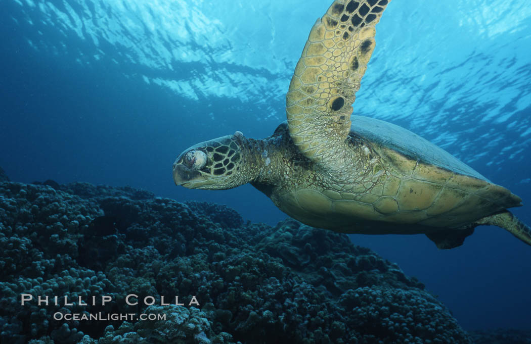 Green sea turtle exhibiting fibropapilloma tumor on left eye and neck, West Maui. Hawaii, USA, Chelonia mydas, natural history stock photograph, photo id 02902