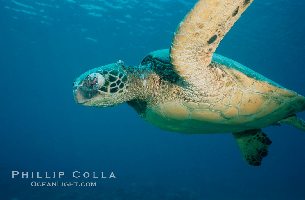 Green sea turtle exhibiting fibropapilloma tumor on left eye and neck, West Maui. Hawaii, USA, Chelonia mydas, natural history stock photograph, photo id 02906