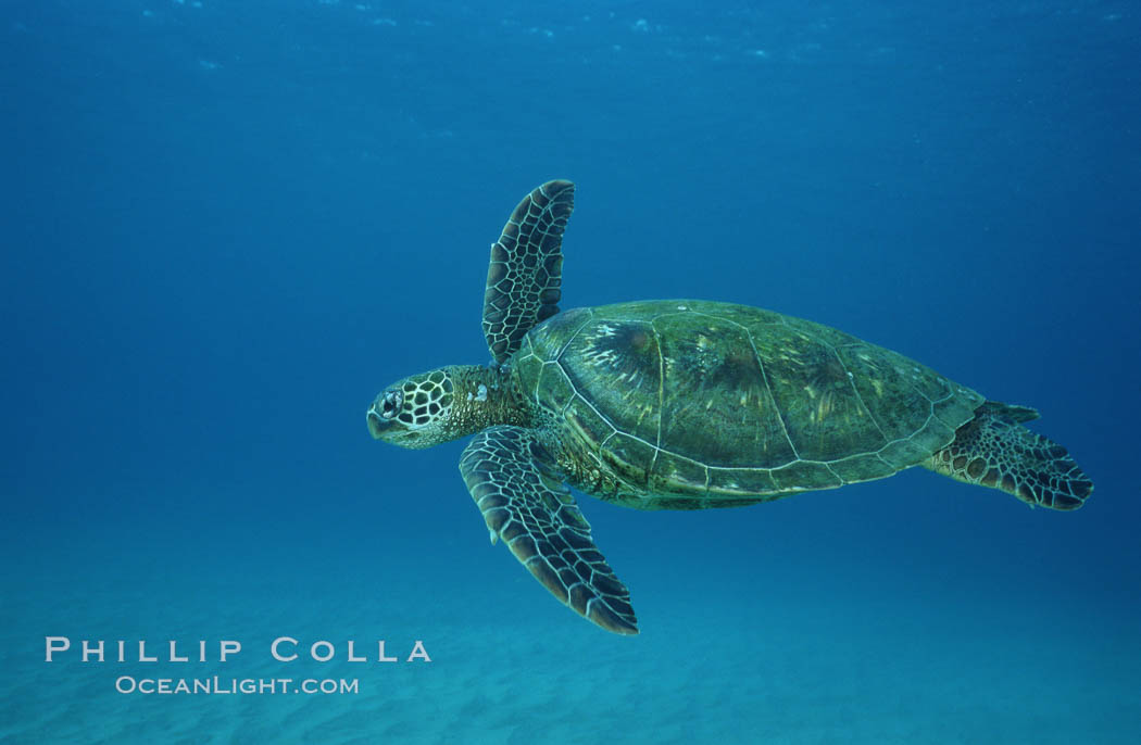 Green sea turtle, West Maui. Hawaii, USA, Chelonia mydas, natural history stock photograph, photo id 02910