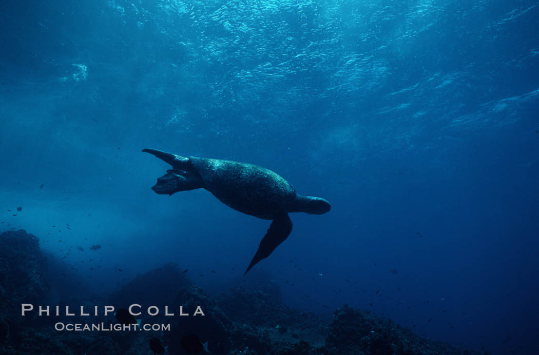 Green sea turtle. Galapagos Islands, Ecuador, Chelonia mydas, natural history stock photograph, photo id 05674