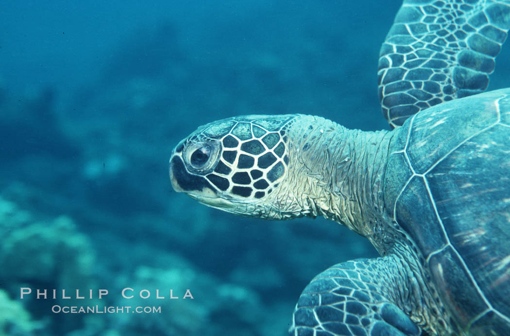 Green sea turtle. Maui, Hawaii, USA, Chelonia mydas, natural history stock photograph, photo id 05678