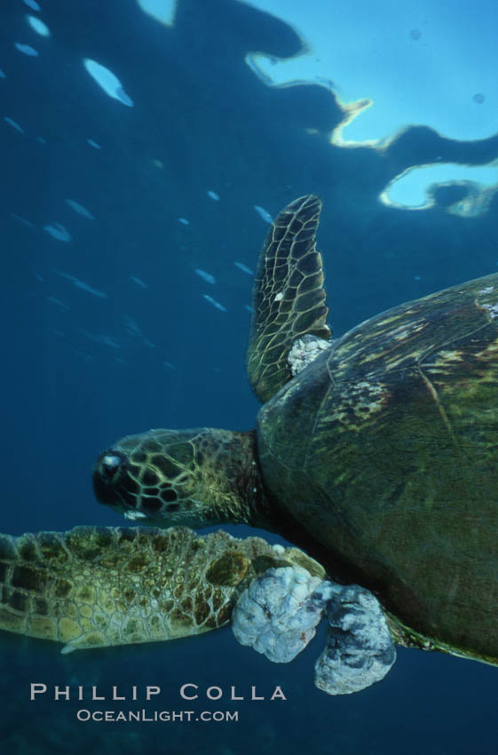 Green sea turtle exhibiting fibropapilloma tumors, West Maui. Hawaii, USA, Chelonia mydas, natural history stock photograph, photo id 05686