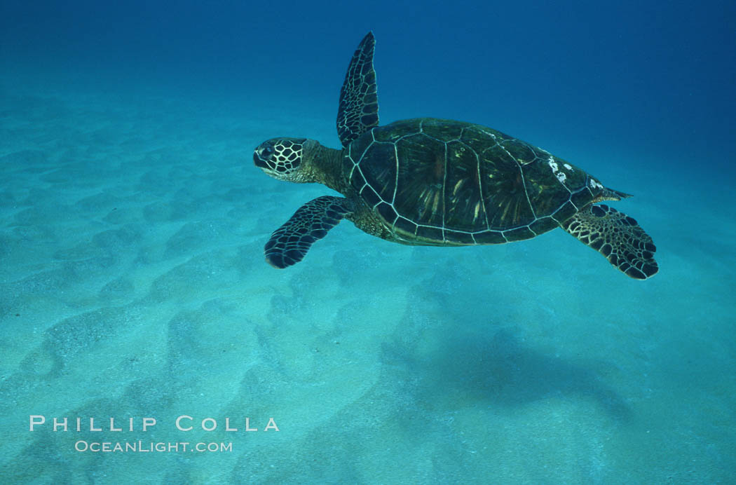 Green sea turtle. Maui, Hawaii, USA, Chelonia mydas, natural history stock photograph, photo id 05690