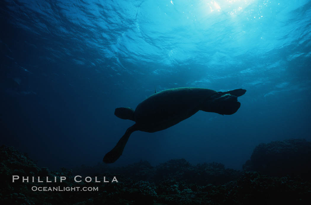 Green sea turtle. Maui, Hawaii, USA, Chelonia mydas, natural history stock photograph, photo id 00316