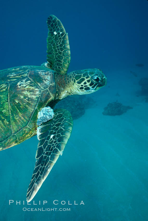 Green sea turtle exhibiting fibropapilloma tumors, West Maui. Hawaii, USA, Chelonia mydas, natural history stock photograph, photo id 02836