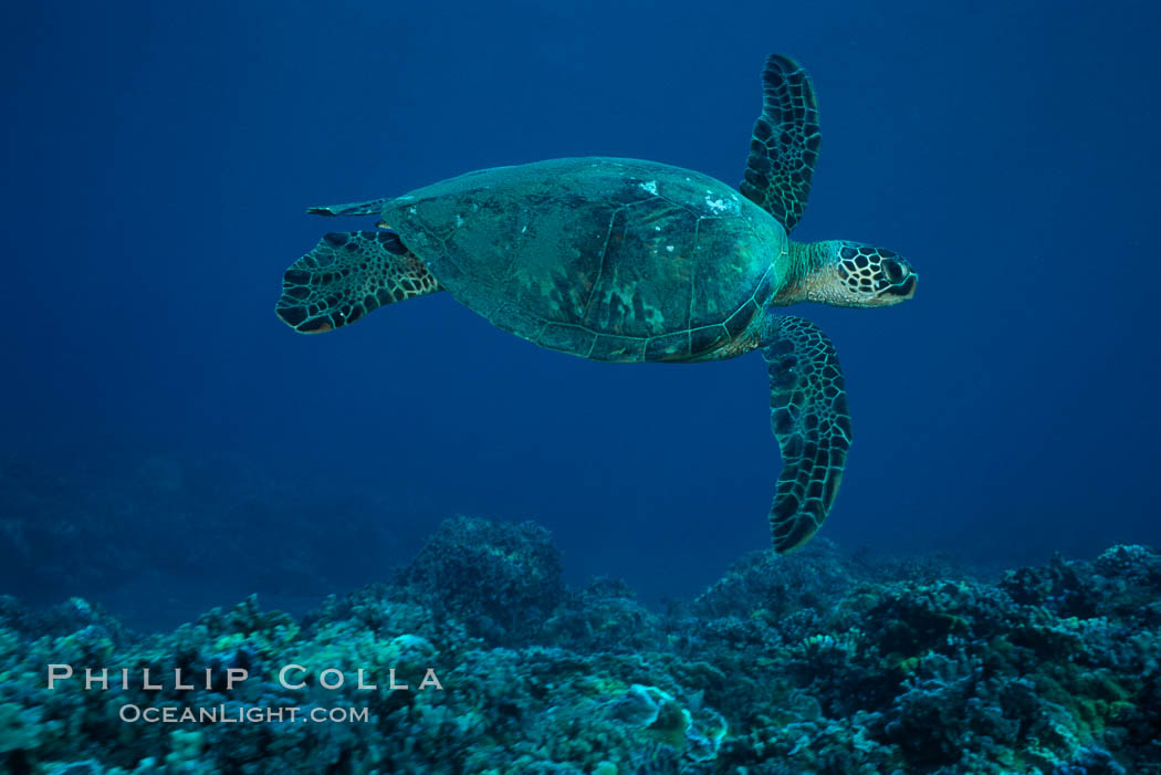 Green sea turtle, West Maui. Hawaii, USA, Chelonia mydas, natural history stock photograph, photo id 02844