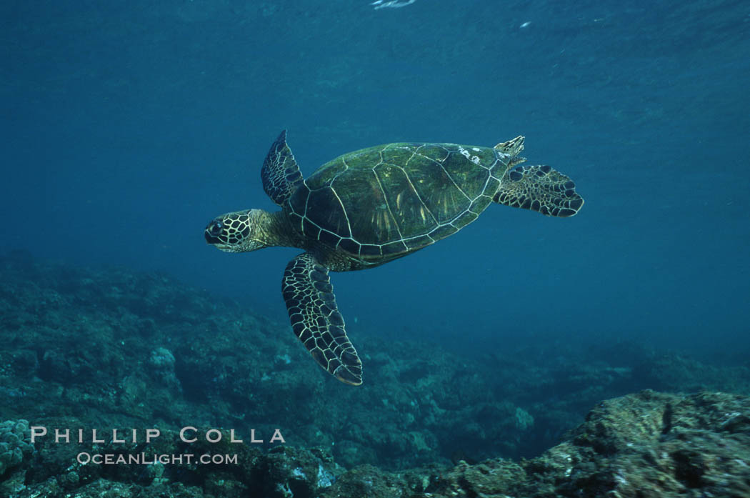 Green sea turtle, West Maui. Hawaii, USA, Chelonia mydas, natural history stock photograph, photo id 02852