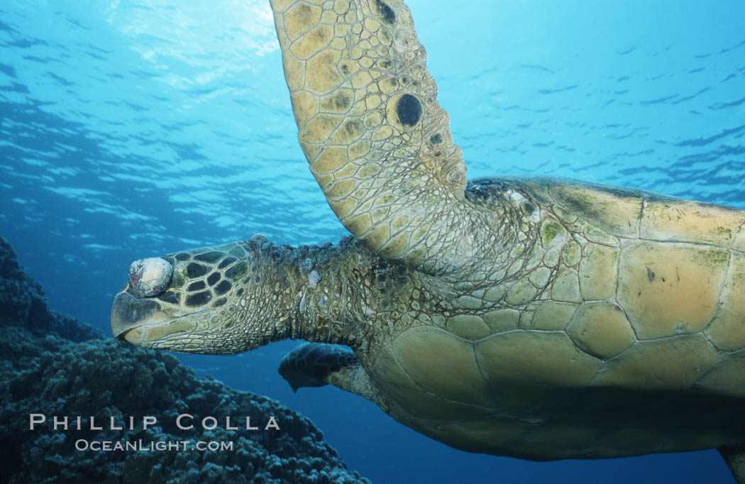 Green sea turtle exhibiting fibropapilloma tumor on left eye and neck, West Maui. Hawaii, USA, Chelonia mydas, natural history stock photograph, photo id 02900