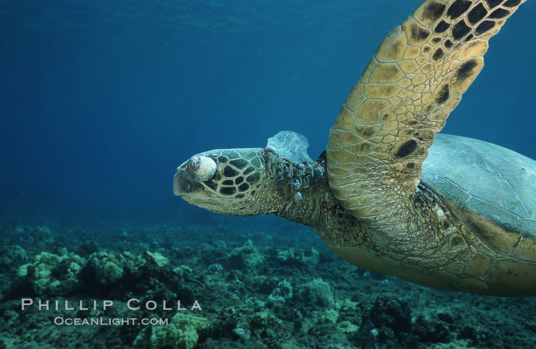 Green sea turtle exhibiting fibropapilloma tumor on left eye and neck, West Maui. Hawaii, USA, Chelonia mydas, natural history stock photograph, photo id 02904