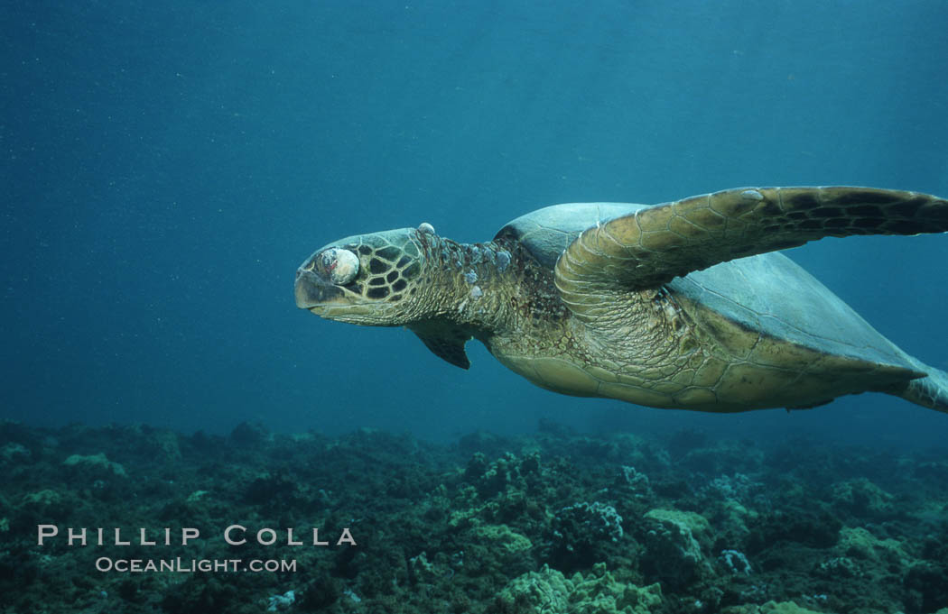 Green sea turtle exhibiting fibropapilloma tumor on left eye and neck, West Maui. Hawaii, USA, Chelonia mydas, natural history stock photograph, photo id 02908