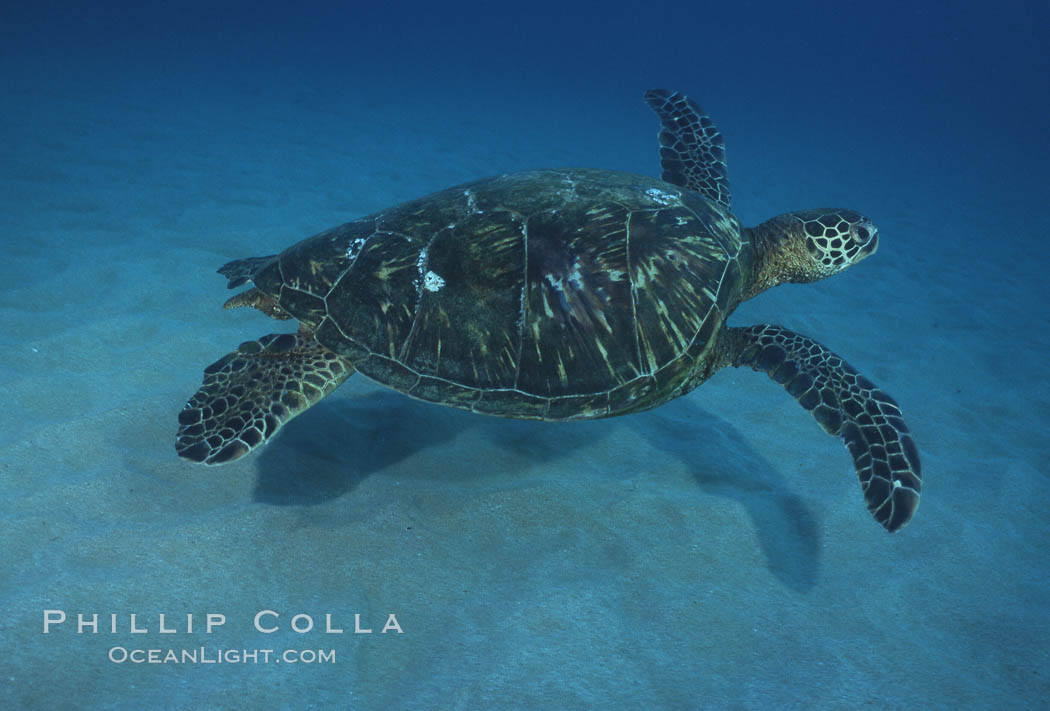 Green sea turtle, Maui Hawaii. USA, Chelonia mydas, natural history stock photograph, photo id 04560