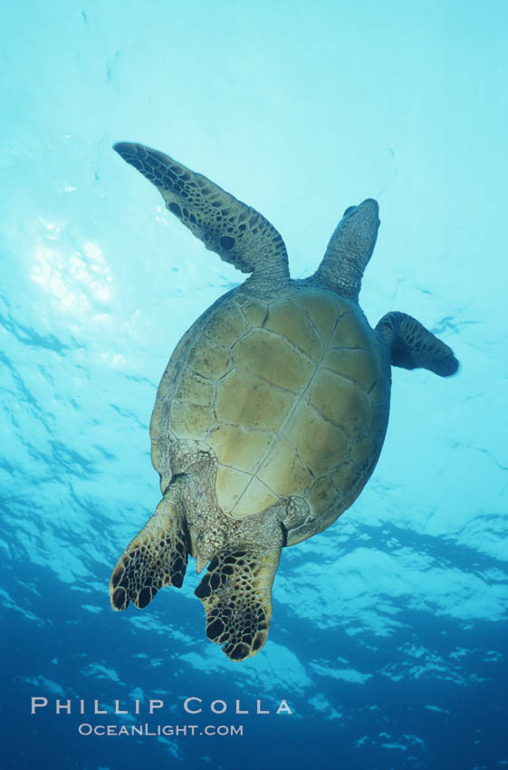 Green sea turtle. Maui, Hawaii, USA, Chelonia mydas, natural history stock photograph, photo id 05688