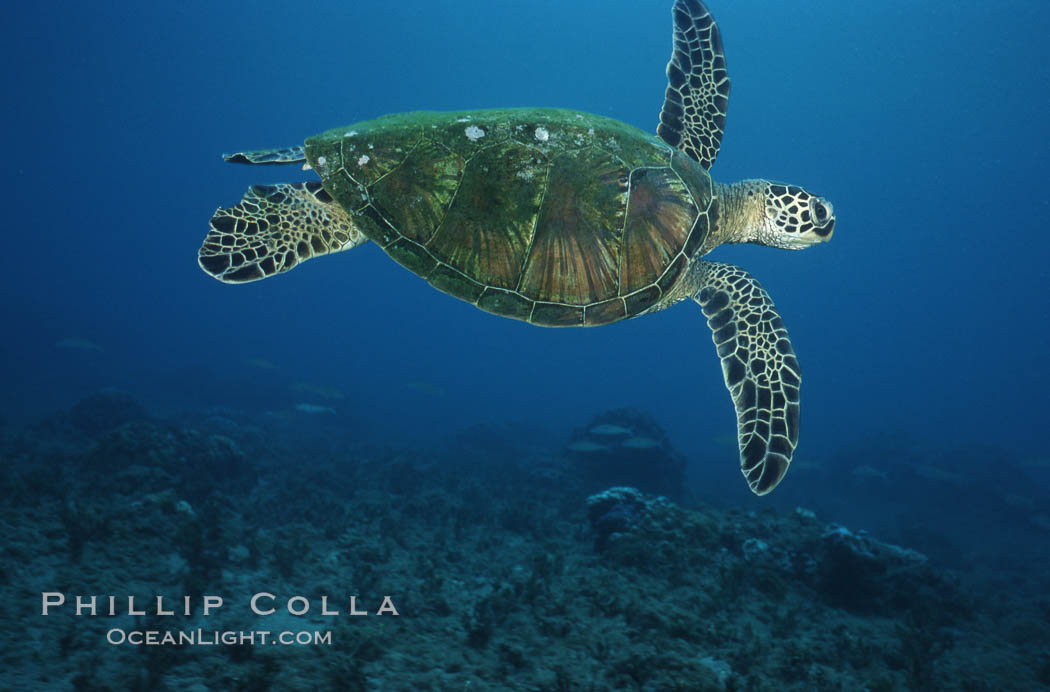 Green sea turtle. Maui, Hawaii, USA, Chelonia mydas, natural history stock photograph, photo id 05696