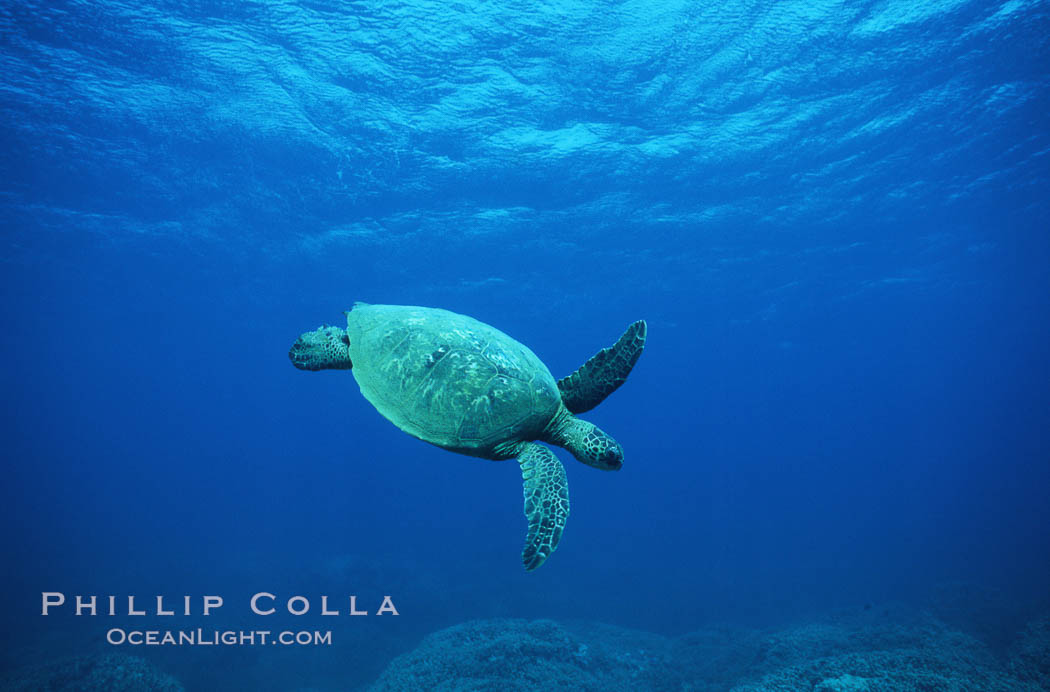 Green sea turtle. Maui, Hawaii, USA, Chelonia mydas, natural history stock photograph, photo id 05700