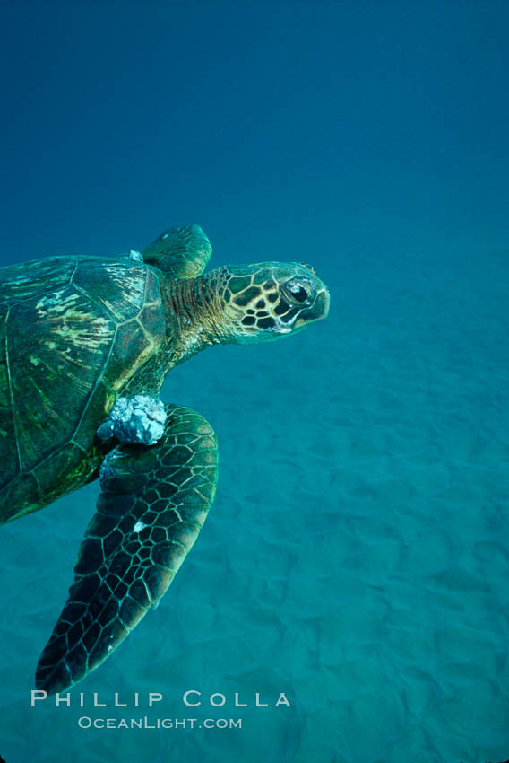 Green sea turtle exhibiting fibropapilloma tumors, West Maui. Hawaii, USA, Chelonia mydas, natural history stock photograph, photo id 02839