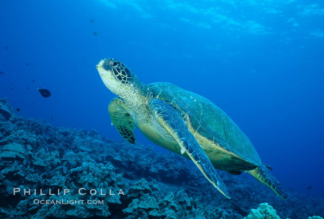 Green sea turtle, West Maui. Hawaii, USA, Chelonia mydas, natural history stock photograph, photo id 02843