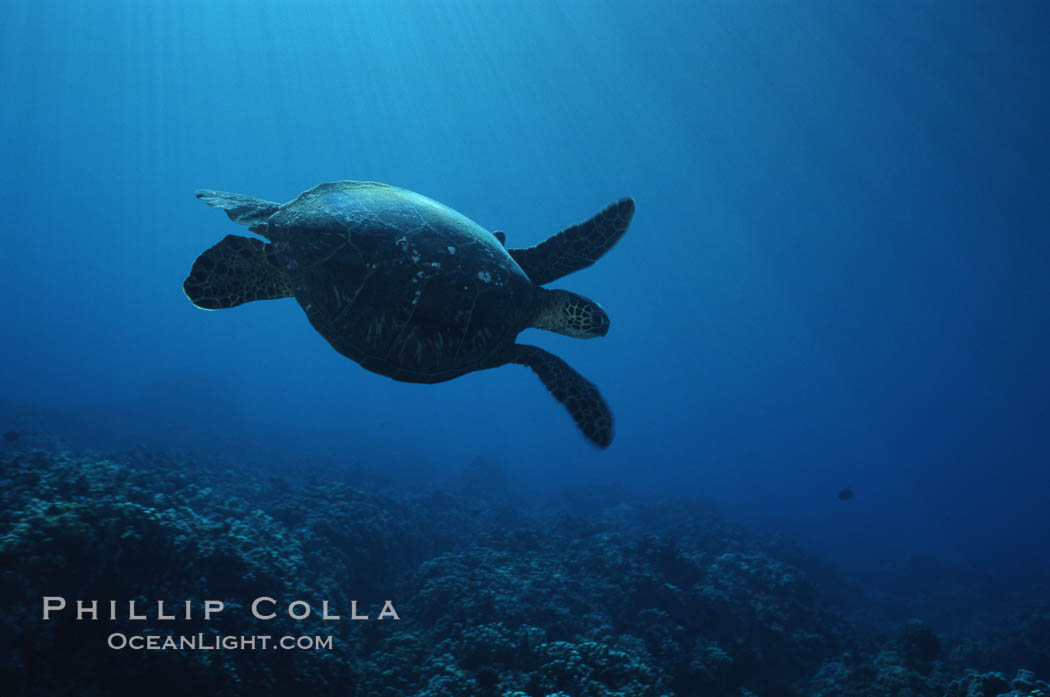 Green sea turtle, West Maui. Hawaii, USA, Chelonia mydas, natural history stock photograph, photo id 02847