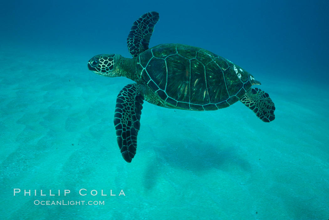 Green sea turtle, West Maui. Hawaii, USA, Chelonia mydas, natural history stock photograph, photo id 02851
