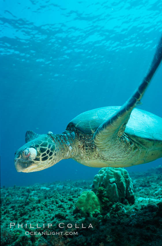 Green sea turtle exhibiting fibropapilloma tumor on left eye and neck, West Maui. Hawaii, USA, Chelonia mydas, natural history stock photograph, photo id 02903