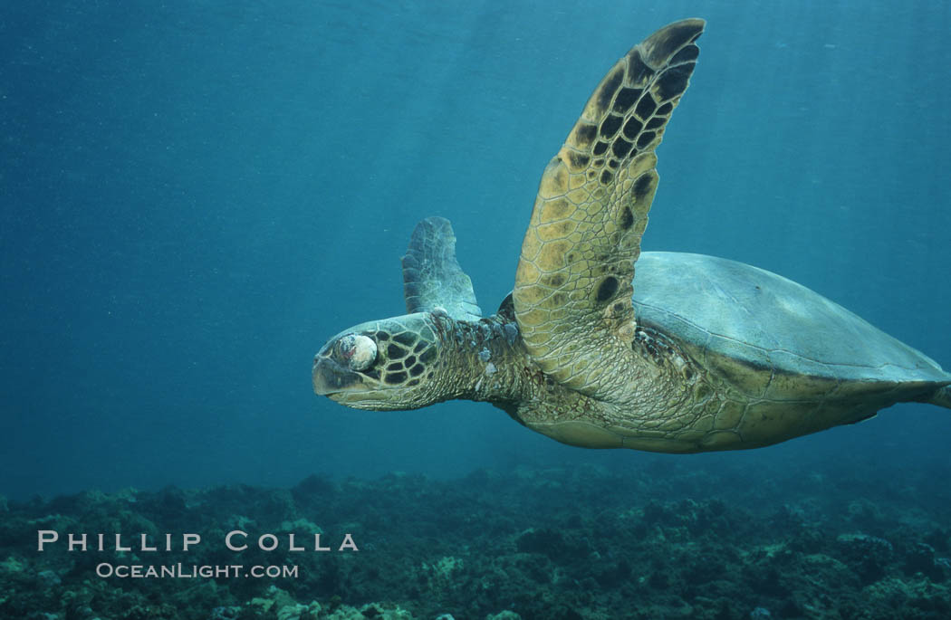 Green sea turtle exhibiting fibropapilloma tumor on left eye and neck, West Maui. Hawaii, USA, Chelonia mydas, natural history stock photograph, photo id 02907