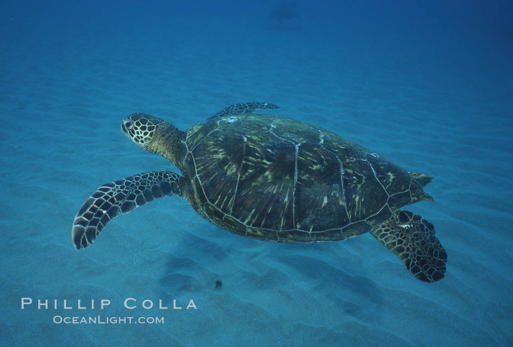 Green sea turtle, Maui Hawaii. USA, Chelonia mydas, natural history stock photograph, photo id 04559