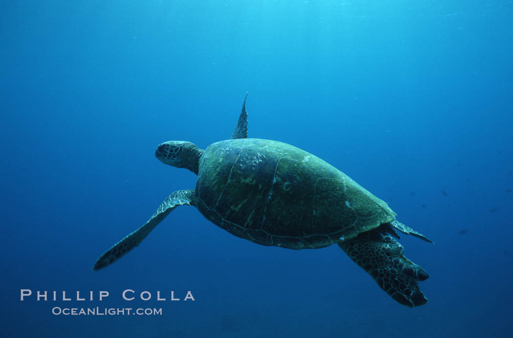 Green sea turtle. Maui, Hawaii, USA, Chelonia mydas, natural history stock photograph, photo id 05675