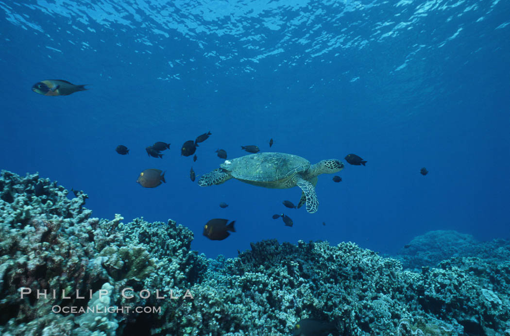 Green sea turtle being cleaned by reef fish. Maui, Hawaii, USA, Chelonia mydas, natural history stock photograph, photo id 05699