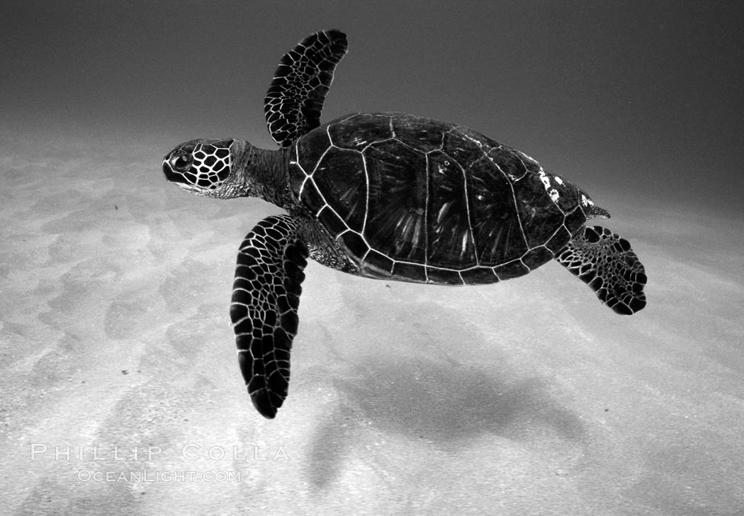 Green sea turtle. Maui, Hawaii, USA, Chelonia mydas, natural history stock photograph, photo id 06123