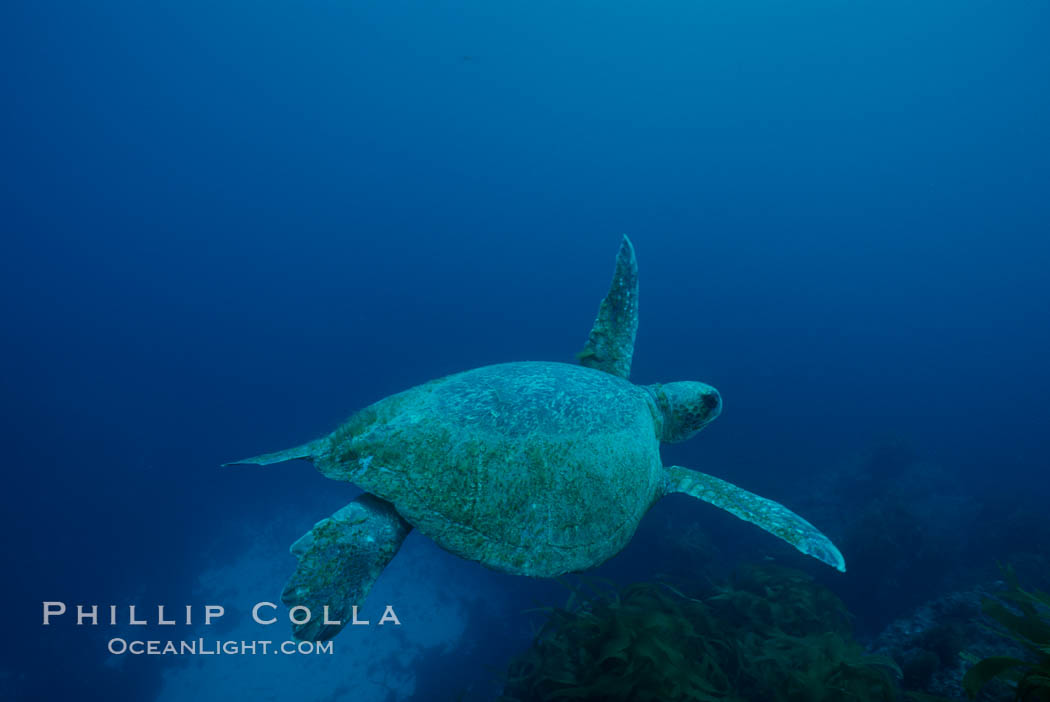 Green sea turtle, Islas San Benito. San Benito Islands (Islas San Benito), Baja California, Mexico, Chelonia mydas, natural history stock photograph, photo id 02341
