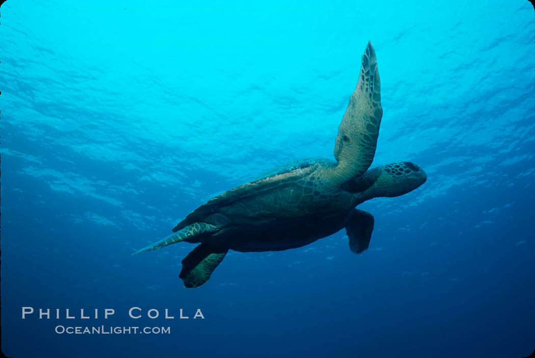 Green sea turtle. Galapagos Islands, Ecuador, Chelonia mydas, natural history stock photograph, photo id 02429