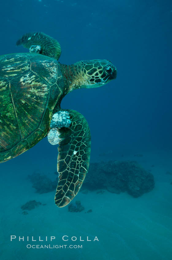 Green sea turtle exhibiting fibropapilloma tumors, West Maui. Hawaii, USA, Chelonia mydas, natural history stock photograph, photo id 02837