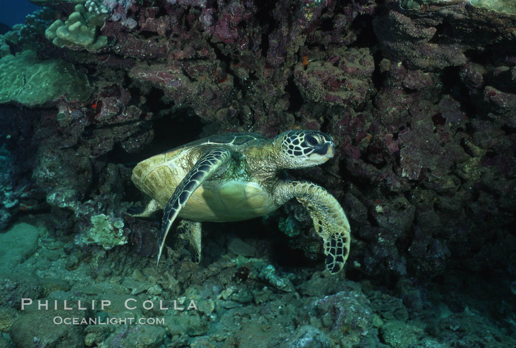 Green sea turtle, West Maui. Hawaii, USA, Chelonia mydas, natural history stock photograph, photo id 02849