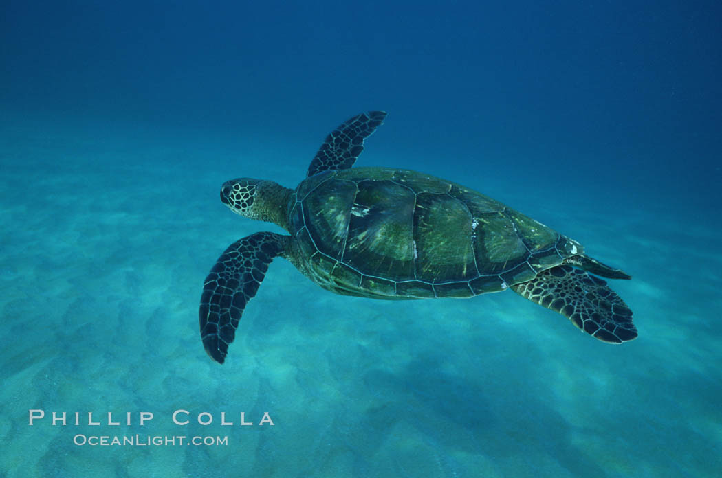 Green sea turtle, West Maui. Hawaii, USA, Chelonia mydas, natural history stock photograph, photo id 02853
