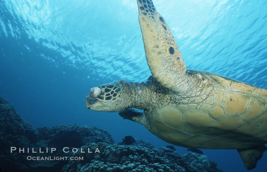 Green sea turtle exhibiting fibropapilloma tumor on left eye and neck, West Maui. Hawaii, USA, Chelonia mydas, natural history stock photograph, photo id 02901