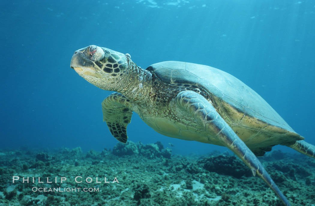 Green sea turtle exhibiting fibropapilloma tumor on left eye and neck, West Maui. Hawaii, USA, Chelonia mydas, natural history stock photograph, photo id 02905