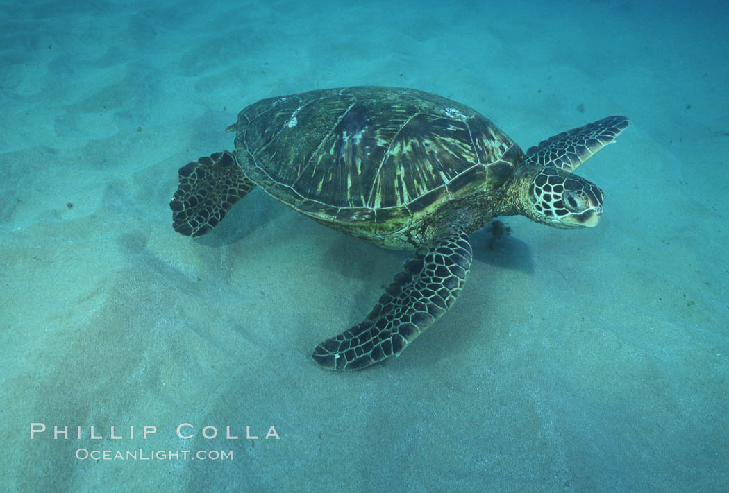 Green sea turtle, Maui Hawaii. USA, Chelonia mydas, natural history stock photograph, photo id 04553