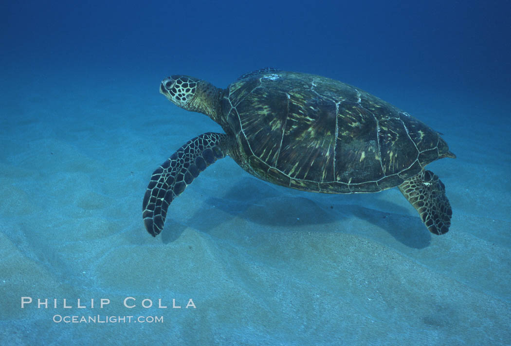 Green sea turtle, Maui Hawaii. USA, Chelonia mydas, natural history stock photograph, photo id 04557