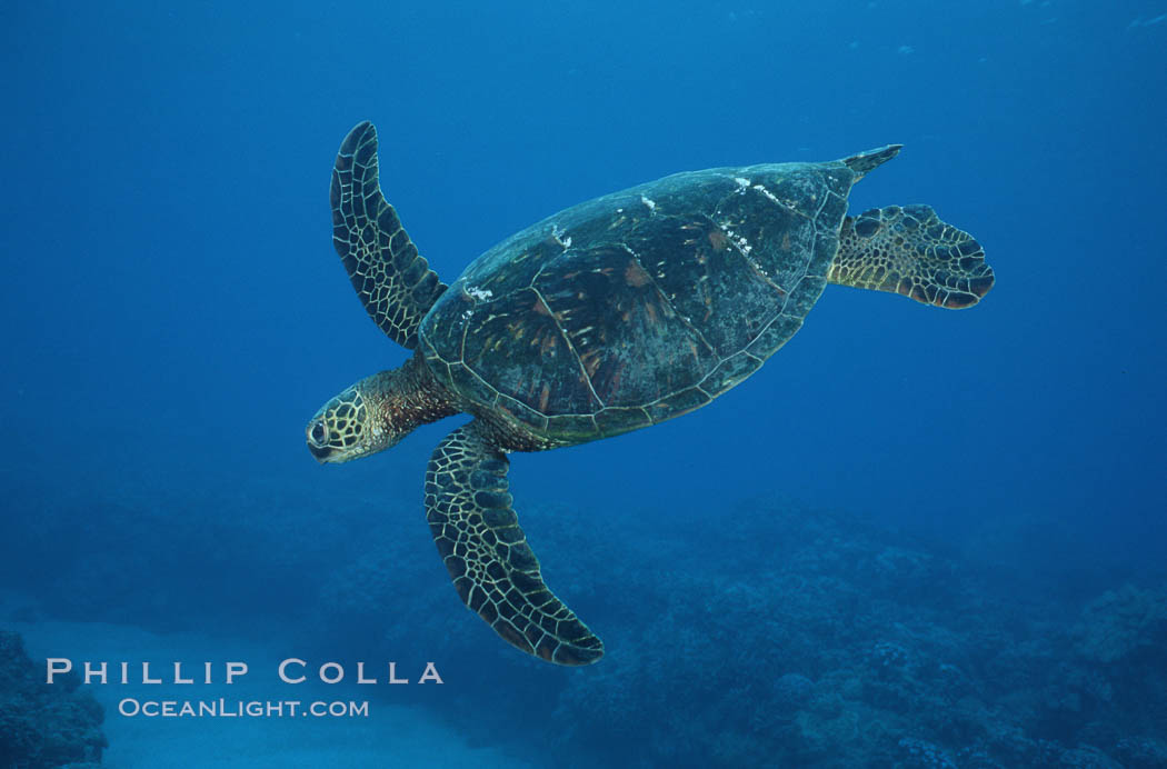 Green sea turtle. Maui, Hawaii, USA, Chelonia mydas, natural history stock photograph, photo id 05685