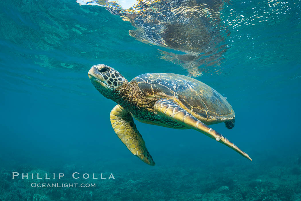 Green sea turtle Chelonia mydas, West Maui, Hawaii. USA, Chelonia mydas, natural history stock photograph, photo id 34508