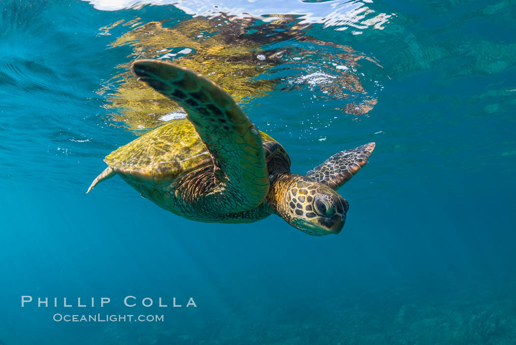 Green sea turtle Chelonia mydas, West Maui, Hawaii. USA, Chelonia mydas, natural history stock photograph, photo id 34512