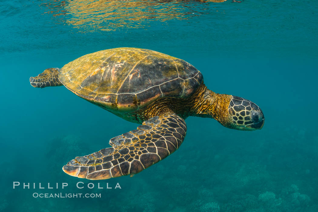 Green sea turtle Chelonia mydas, West Maui, Hawaii. USA, Chelonia mydas, natural history stock photograph, photo id 34513